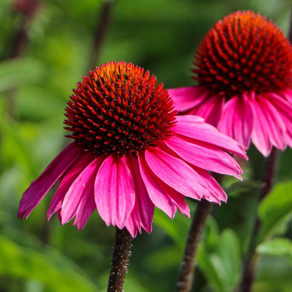 Echinacea 'Sensation Pink'